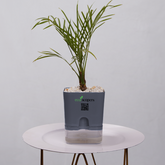 Phoenix Palm